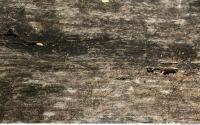 photo texture of wood bare 